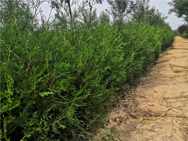 沭陽(yáng)長(zhǎng)景園林側(cè)柏種植基地實(shí)拍圖片