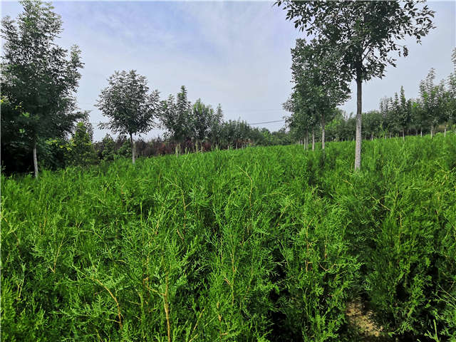 沭陽(yáng)長(zhǎng)景園林側(cè)柏種植基地實(shí)拍圖片