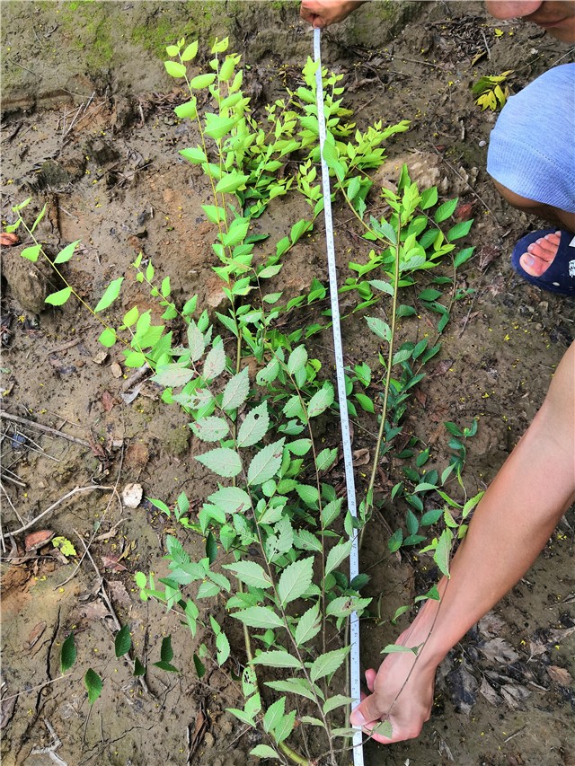 金葉榆籬種植基地實拍圖片