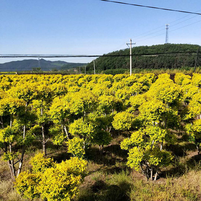 金葉榆球怎么修剪?金葉榆球型修剪方法