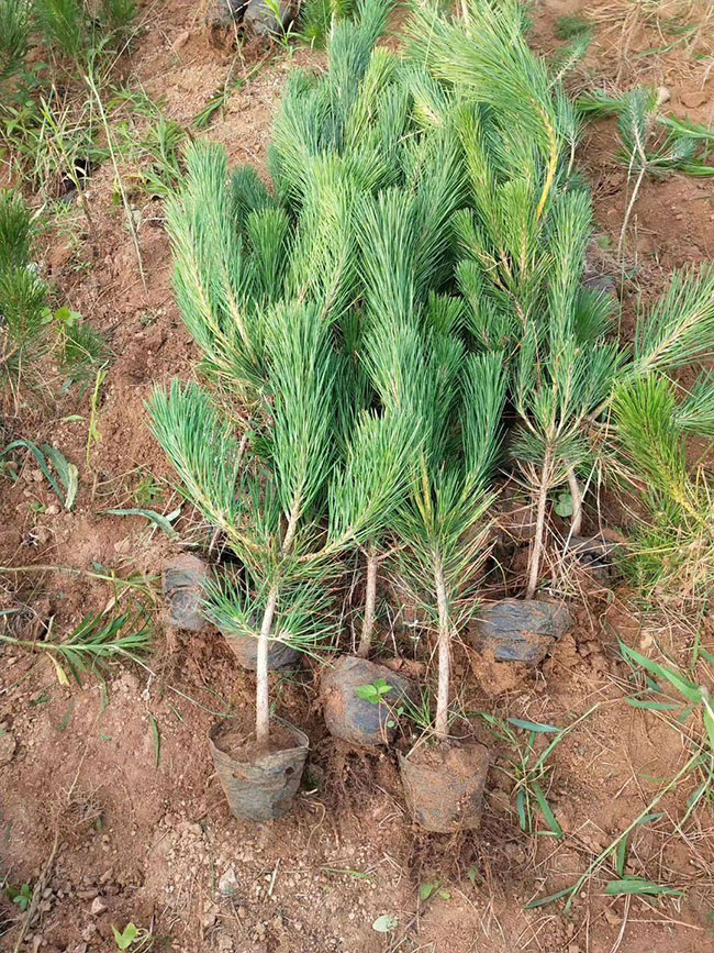 黑松價(jià)格多少錢一棵