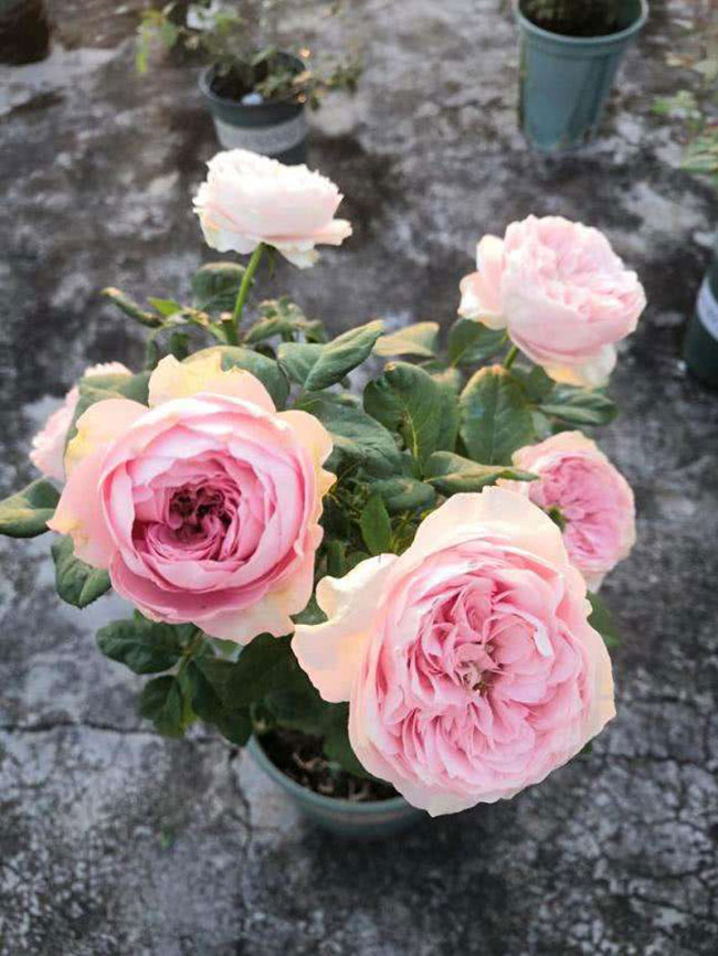 月季花根怎么種植?月季花栽培技術(shù)