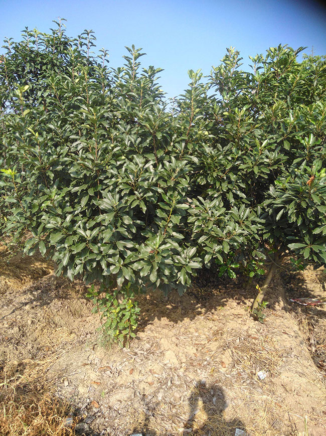 石楠樹價(jià)格