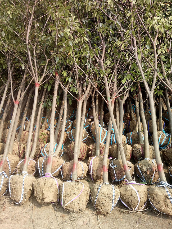 石楠樹價(jià)格