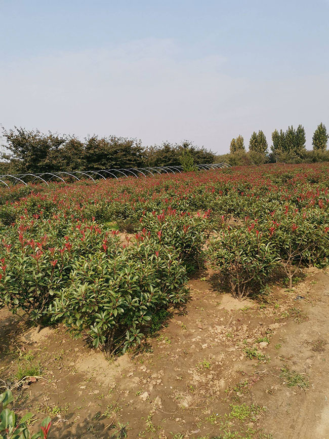 石楠樹價(jià)格