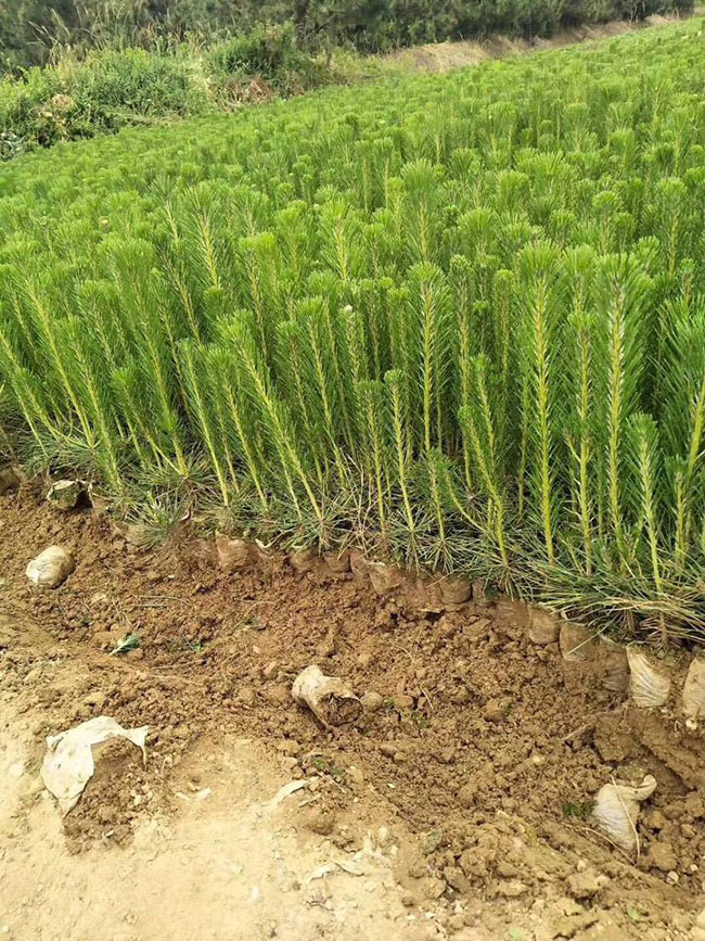 黑松小苗價(jià)格多少錢(qián)一棵?黑松種植方法有哪些?