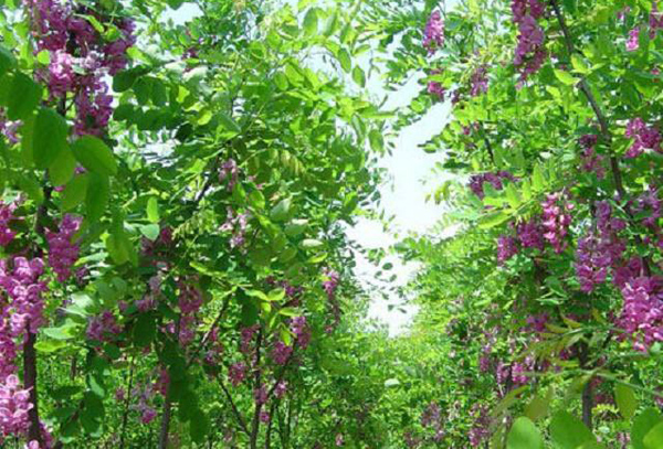 紅花刺槐苗種植基地