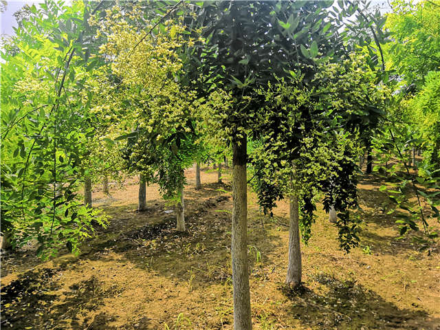 沭陽長景園林龍爪槐種植基地實拍圖片