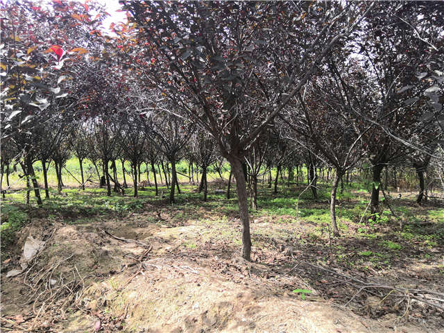 沭陽長景園林紫葉矮櫻種植基地實(shí)拍圖片