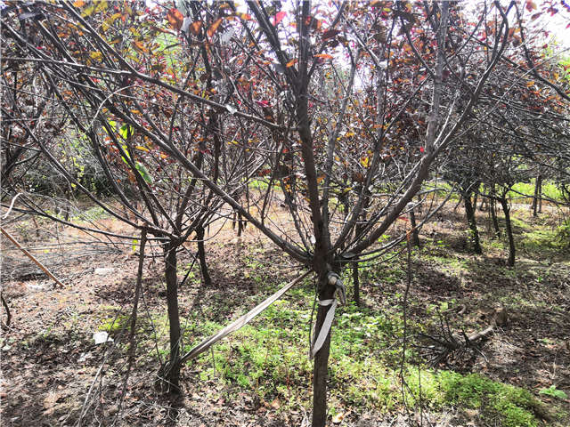 沭陽長景園林紫葉矮櫻種植基地實拍圖片