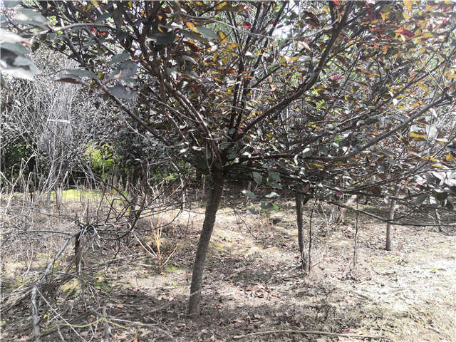 沭陽長景園林紫葉矮櫻種植基地實(shí)拍圖片