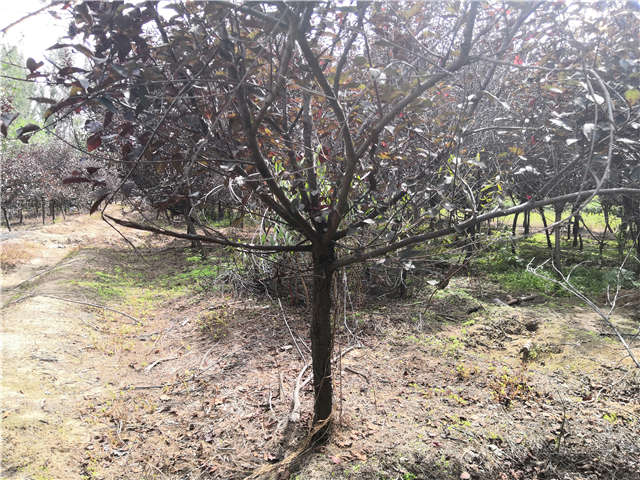 沭陽長景園林紫葉矮櫻種植基地實(shí)拍圖片