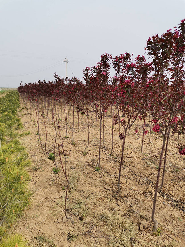 紫葉矮櫻如何繁殖?紫葉矮櫻繁殖方法