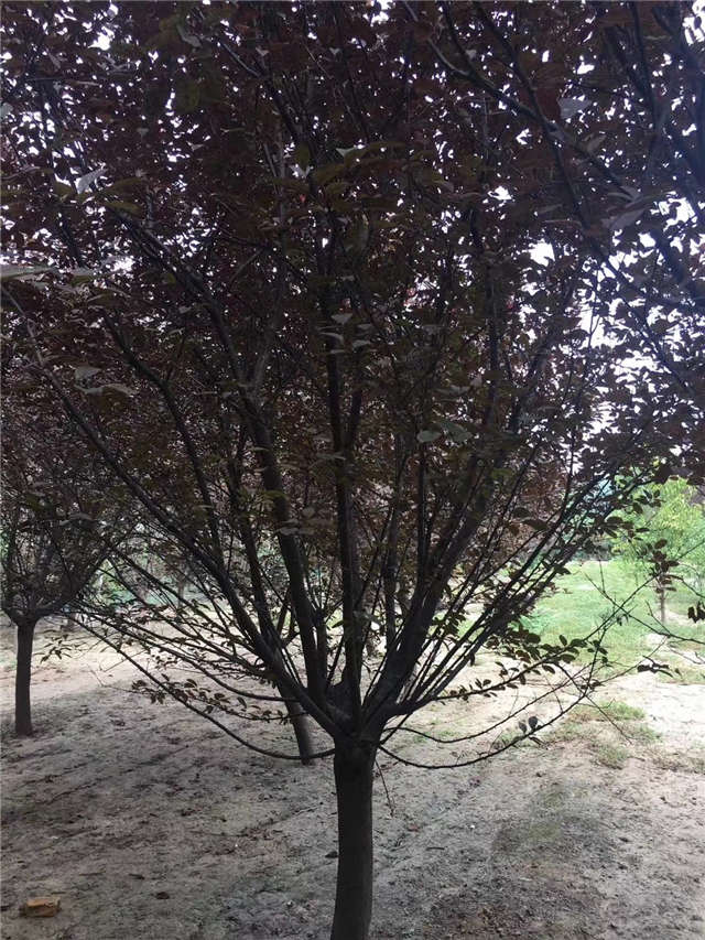 紫葉李照片種植基地實(shí)拍