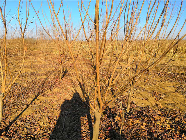 黃櫨照片種植基地實(shí)拍