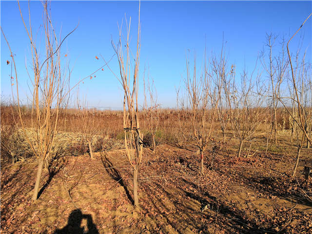 黃櫨照片種植基地實(shí)拍