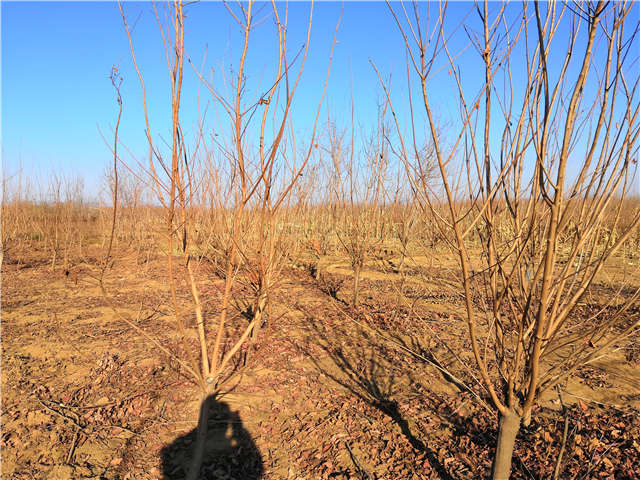 黃櫨照片種植基地實(shí)拍