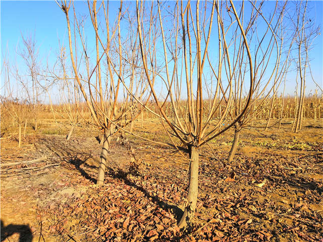 黃櫨照片種植基地實(shí)拍