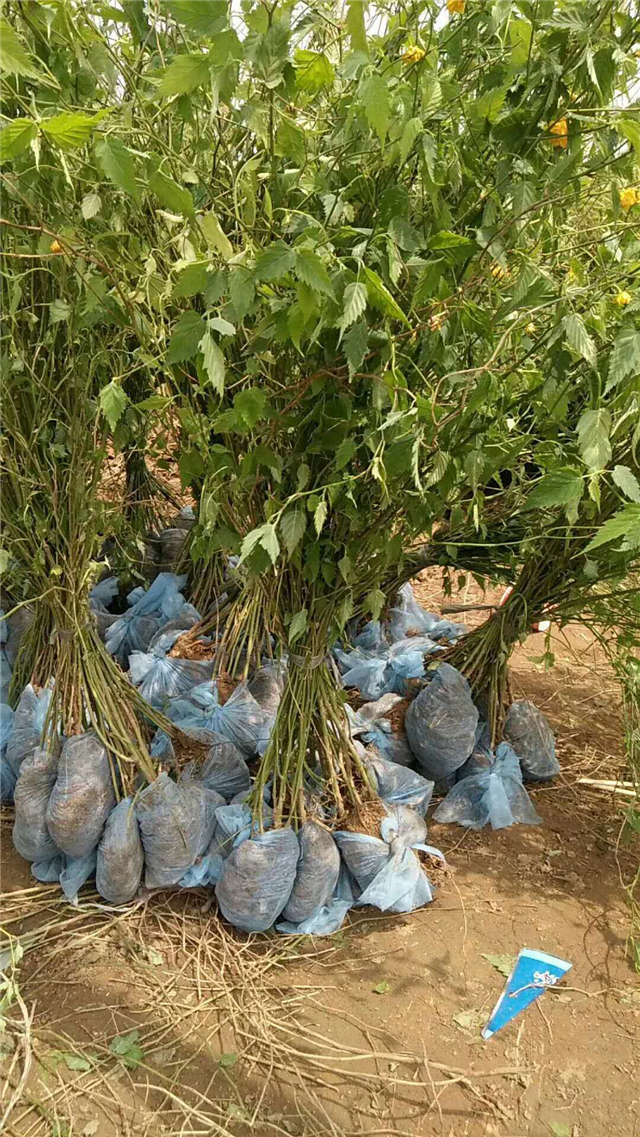 棣棠挖苗現(xiàn)場等待裝車