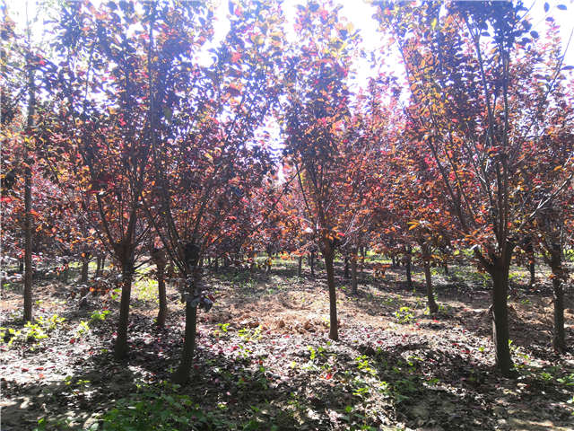 沭陽長景園林太陽李種植基地實拍圖片