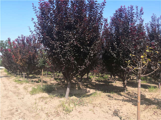 沭陽長景園林太陽李種植基地實拍圖片