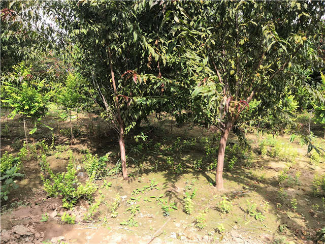 沭陽長景園林毛桃種植基地實(shí)拍圖片