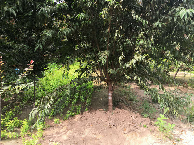 沭陽長景園林毛桃種植基地實(shí)拍圖片