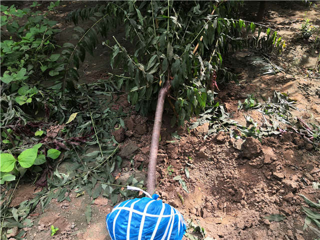 沭陽長景園林毛桃種植基地實(shí)拍圖片