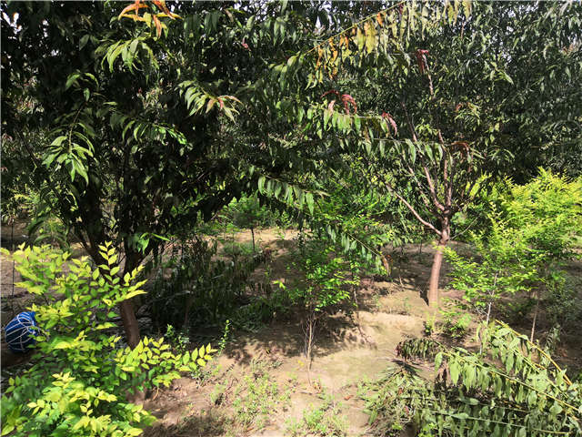 沭陽長景園林毛桃種植基地實(shí)拍圖片