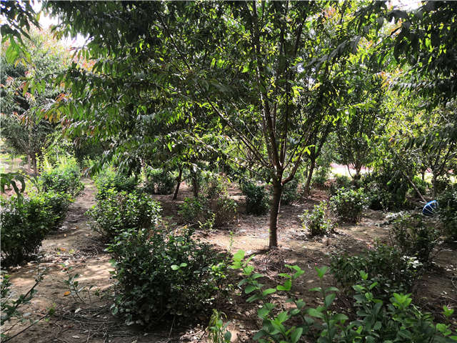 沭陽長景園林毛桃種植基地實(shí)拍圖片