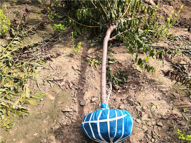 沭陽長景園林毛桃種植基地實(shí)拍圖片