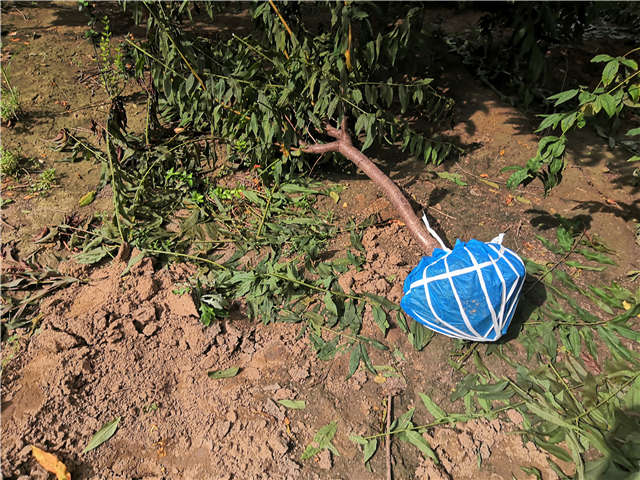 沭陽長景園林毛桃種植基地實(shí)拍圖片