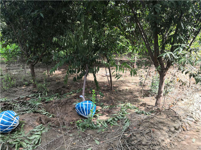 沭陽長景園林毛桃種植基地實(shí)拍圖片