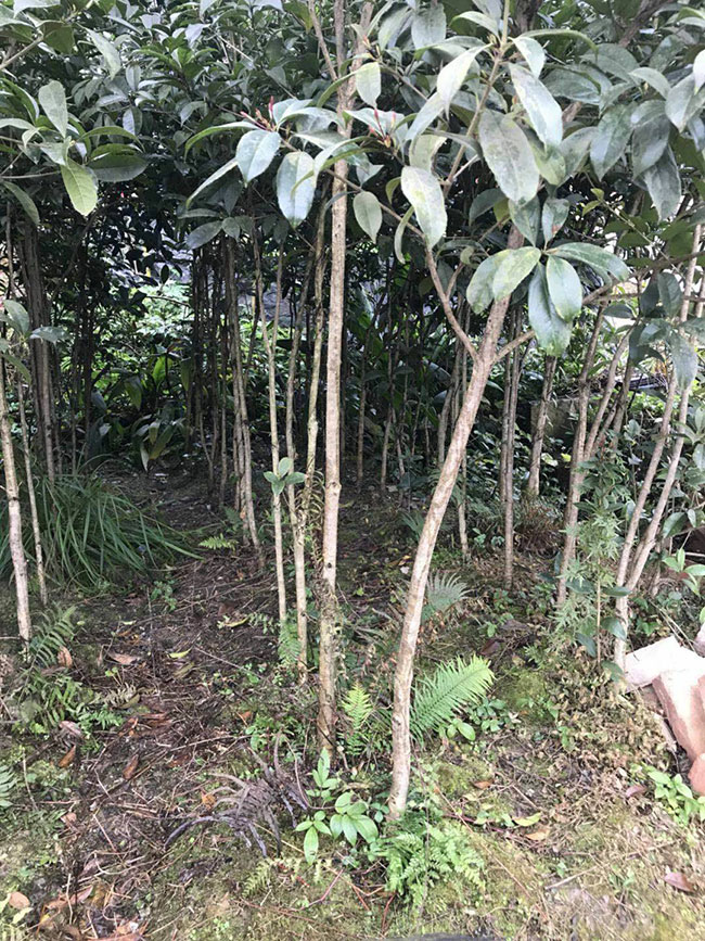 金桂樹苗價格行情，