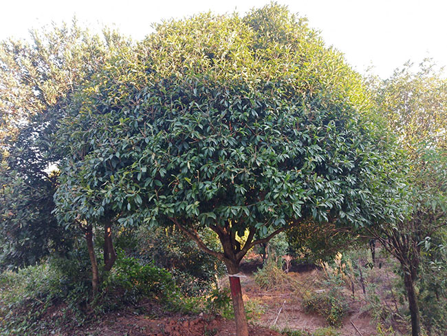 金桂樹苗價格行情