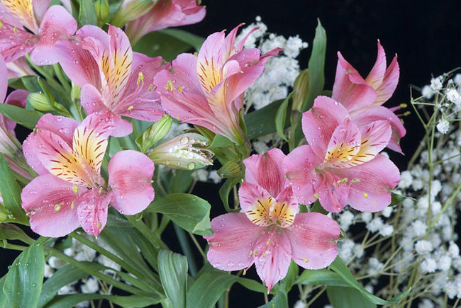 六出花的花語(yǔ)是什么?六出花的寓意和象征