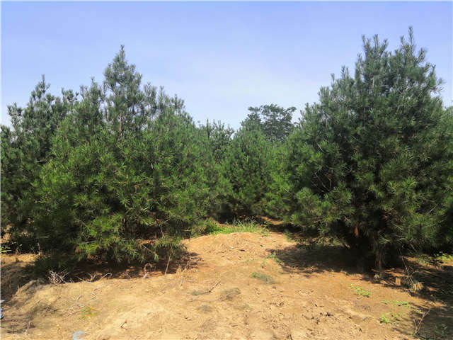 沭陽(yáng)長(zhǎng)景園林白皮松種植基地實(shí)拍圖片