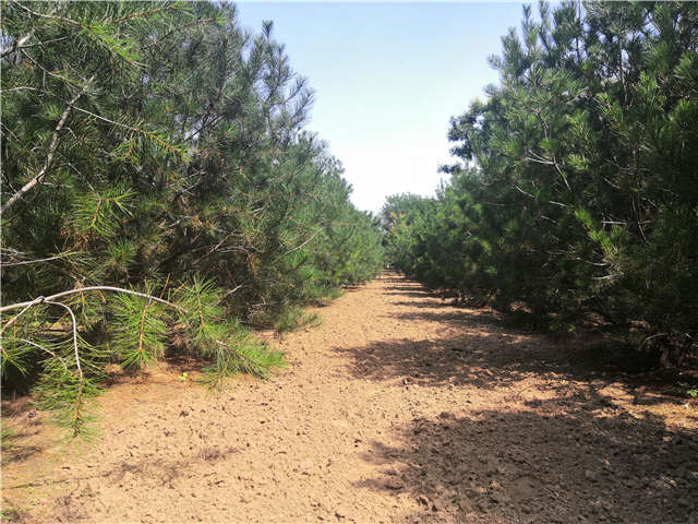 沭陽(yáng)長(zhǎng)景園林白皮松種植基地實(shí)拍圖片