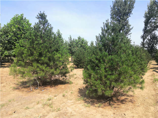 沭陽(yáng)長(zhǎng)景園林白皮松種植基地實(shí)拍圖片