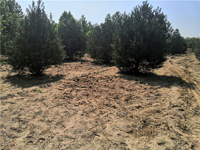 沭陽(yáng)長(zhǎng)景園林白皮松種植基地實(shí)拍圖片