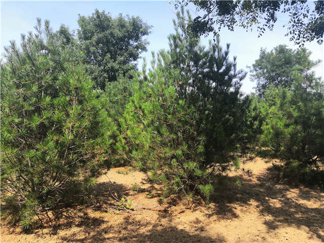 沭陽(yáng)長(zhǎng)景園林白皮松種植基地實(shí)拍圖片