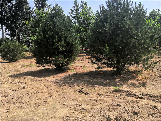 沭陽(yáng)長(zhǎng)景園林白皮松種植基地實(shí)拍圖片