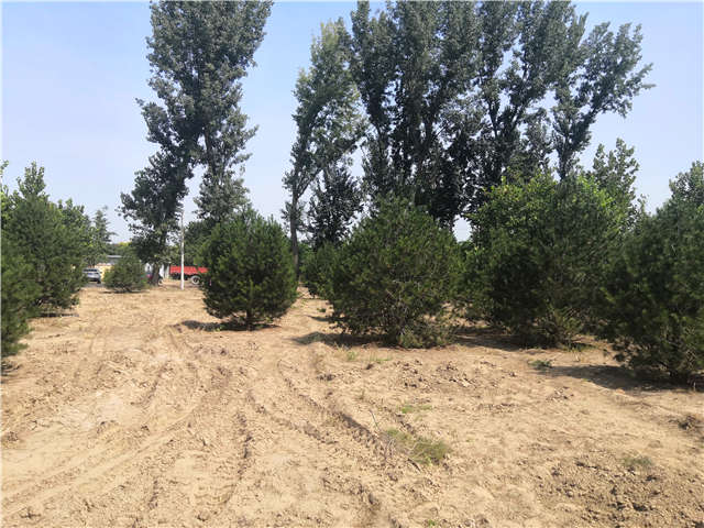 沭陽(yáng)長(zhǎng)景園林白皮松種植基地實(shí)拍圖片