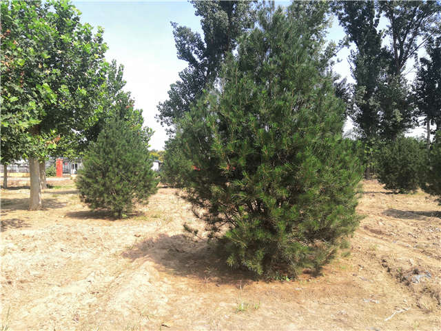 沭陽(yáng)長(zhǎng)景園林白皮松種植基地實(shí)拍圖片