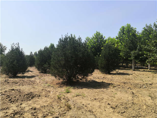 沭陽(yáng)長(zhǎng)景園林白皮松種植基地實(shí)拍圖片