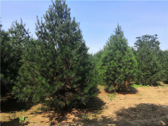 沭陽(yáng)長(zhǎng)景園林白皮松種植基地實(shí)拍圖片