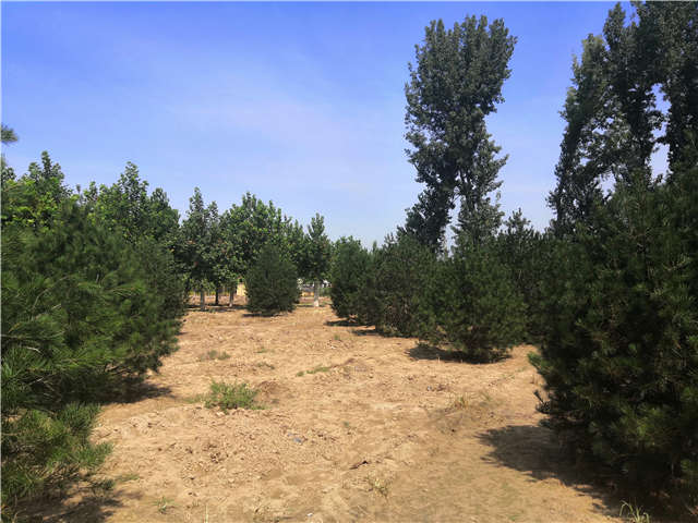 沭陽(yáng)長(zhǎng)景園林白皮松種植基地實(shí)拍圖片