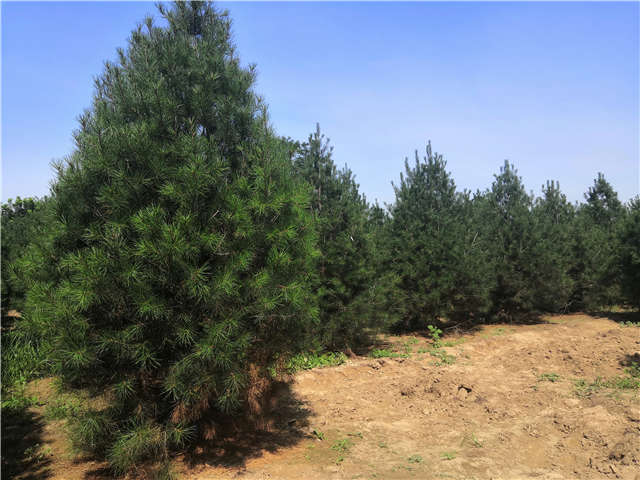 沭陽(yáng)長(zhǎng)景園林白皮松種植基地實(shí)拍圖片