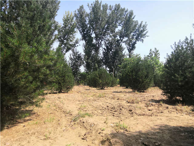 沭陽(yáng)長(zhǎng)景園林白皮松種植基地實(shí)拍圖片