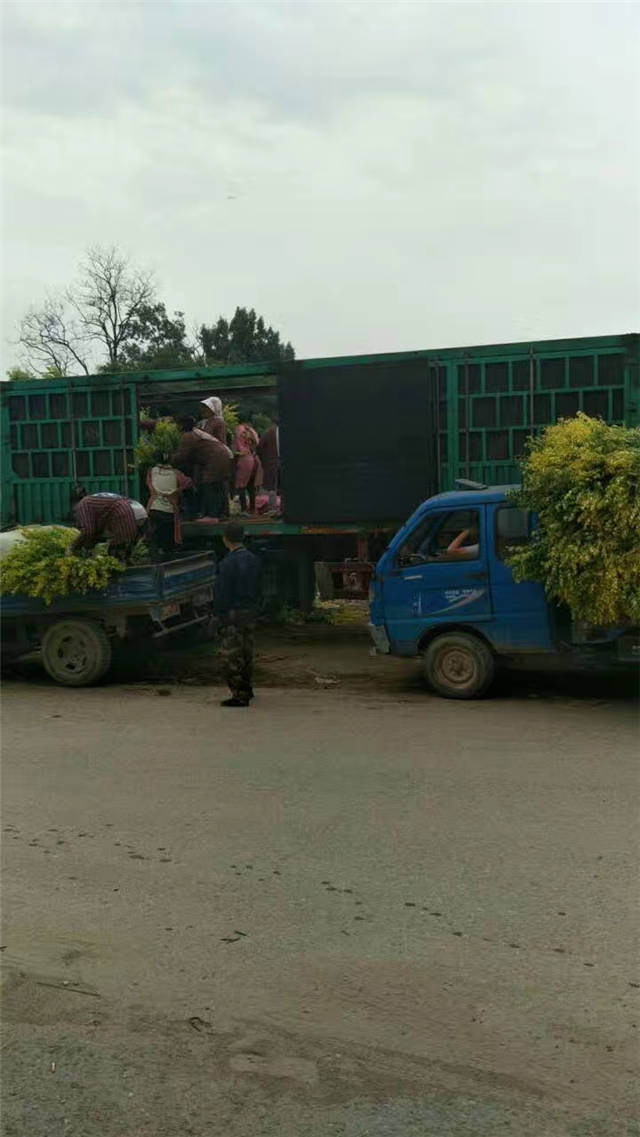 金葉女貞裝車現(xiàn)場照片